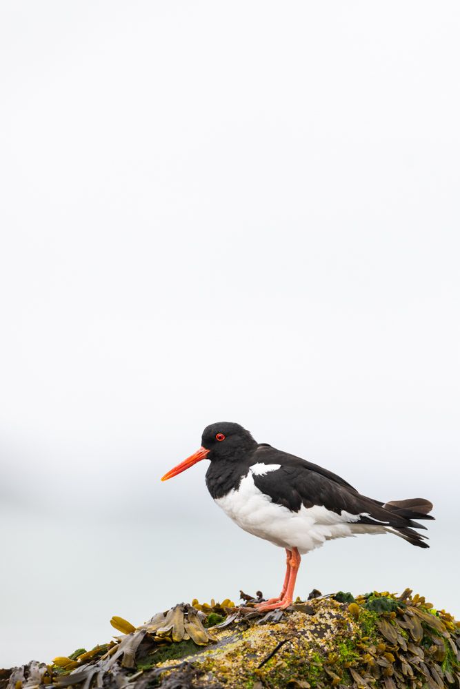 Ein Austernfischer bei Ebbe mit einem sehr hellen Hintergrund.