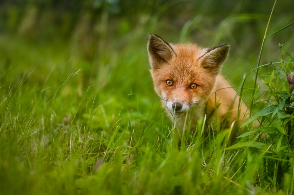 Ein Foto von einem jungen neugierigen Rotfuchs.