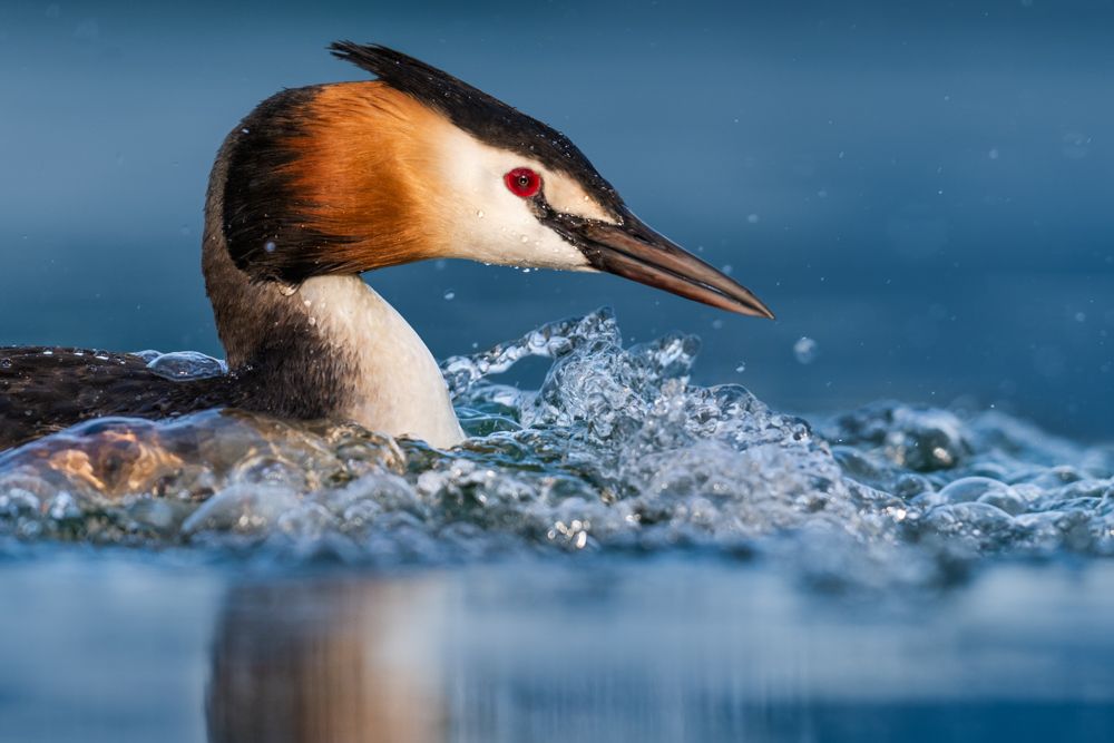 Ein Haubentaucher taucht auf.