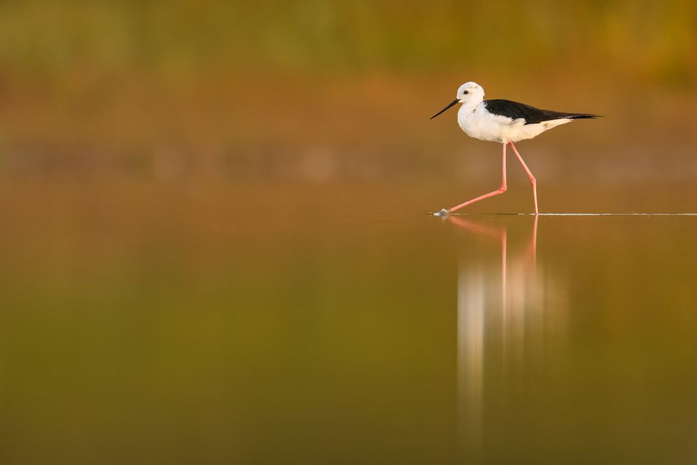 Ein Trauerschnäpper in einem dunklen Wald.