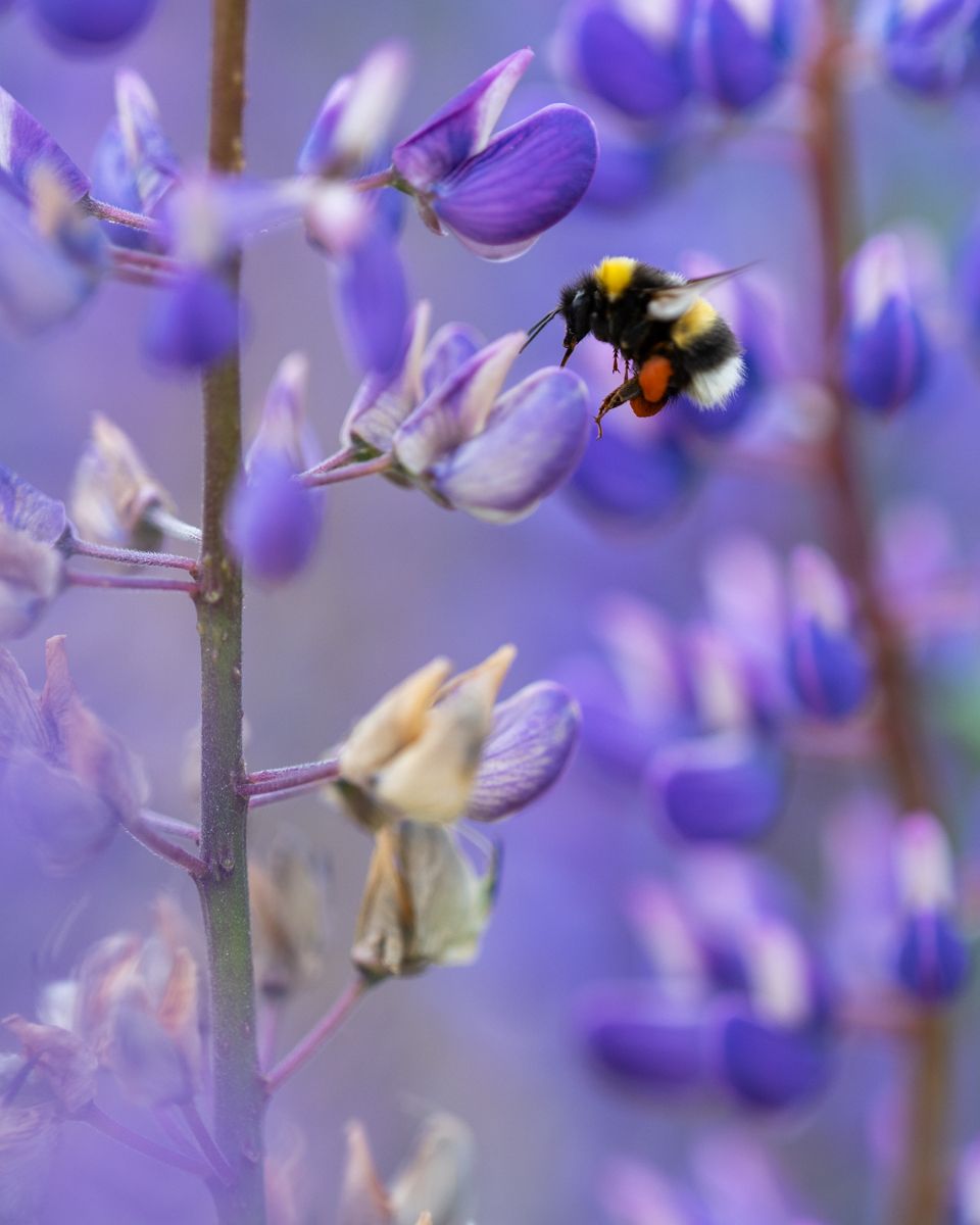Beispielfotos mit dem Nikon Z 180-600 5.6-6.3.
