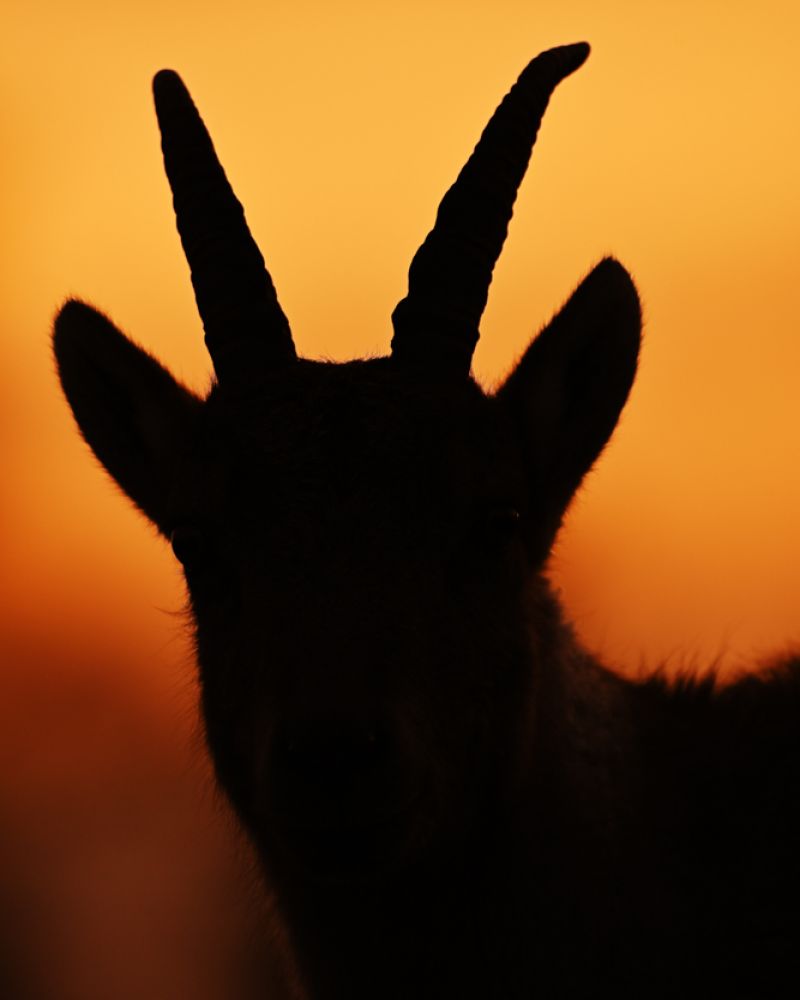 Tierfotos Beispiele mit der Nikon Z 8 und dem 180-600 5.6-6.3