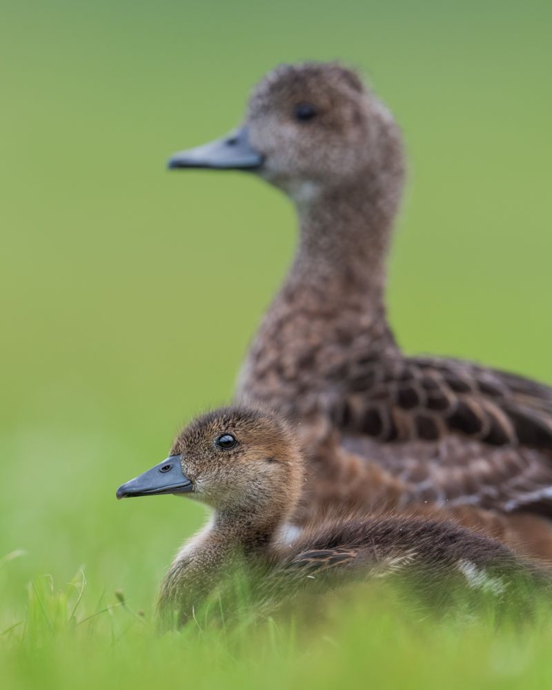 Eine Pfeifente mit ihrem Jungen.