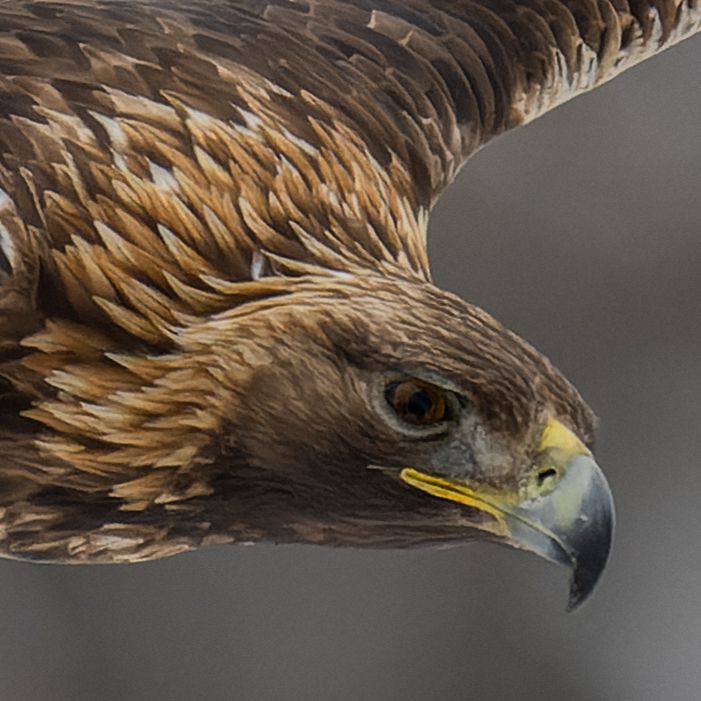 Knöpfe und Fokus- und Zoomring des Nikon Z 800mm f/6.3.