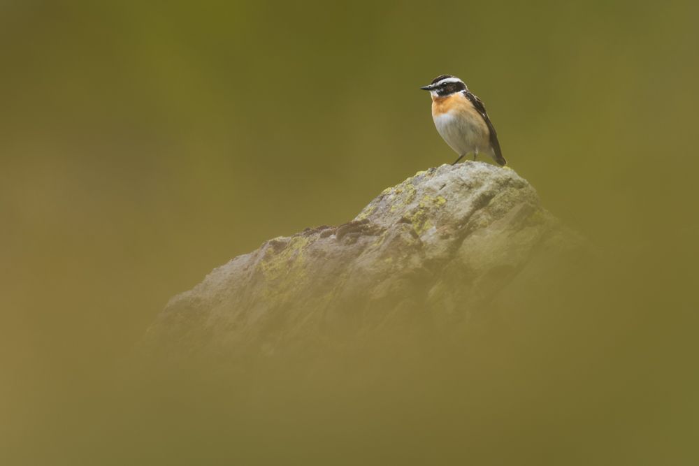 Ein Braunkehlchen auf der Alp