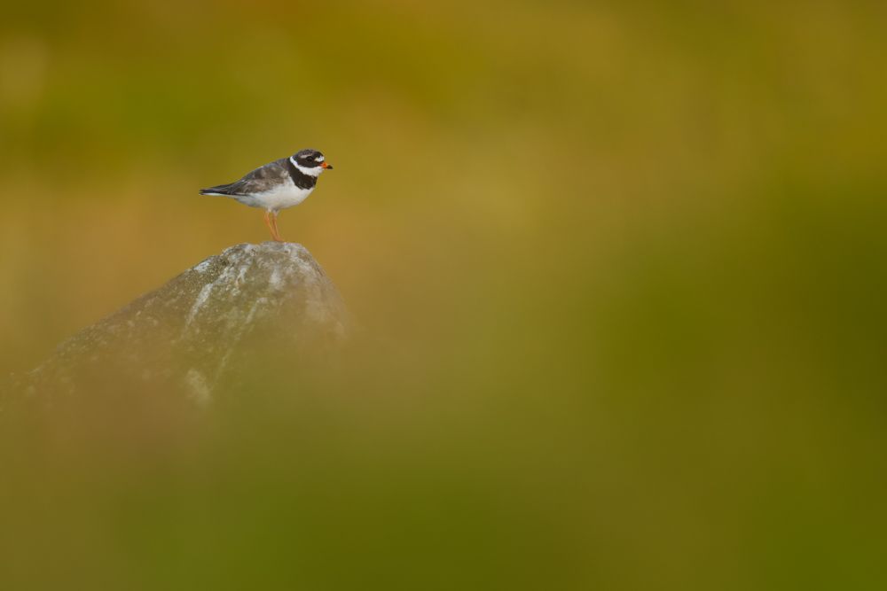 Ein Sandregenpfeifer in seinem Bruthabitat.