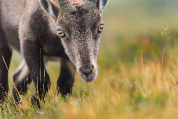Alpensteinbock sucht nach Nahrung.