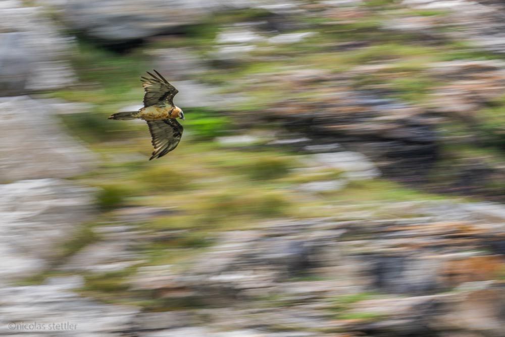 A bearded vulture glides along the slope in search of food.