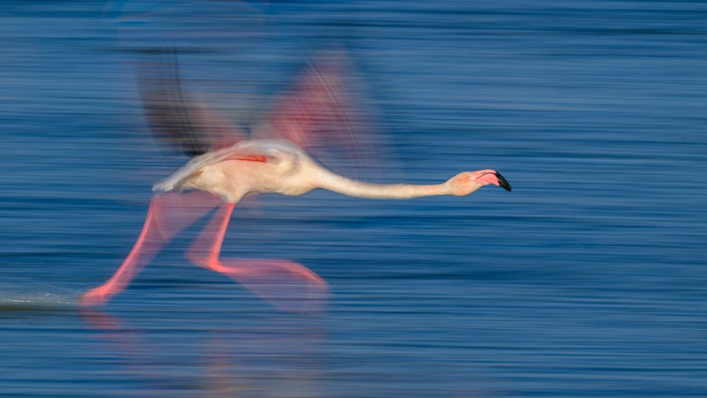 Graureiher im Flug