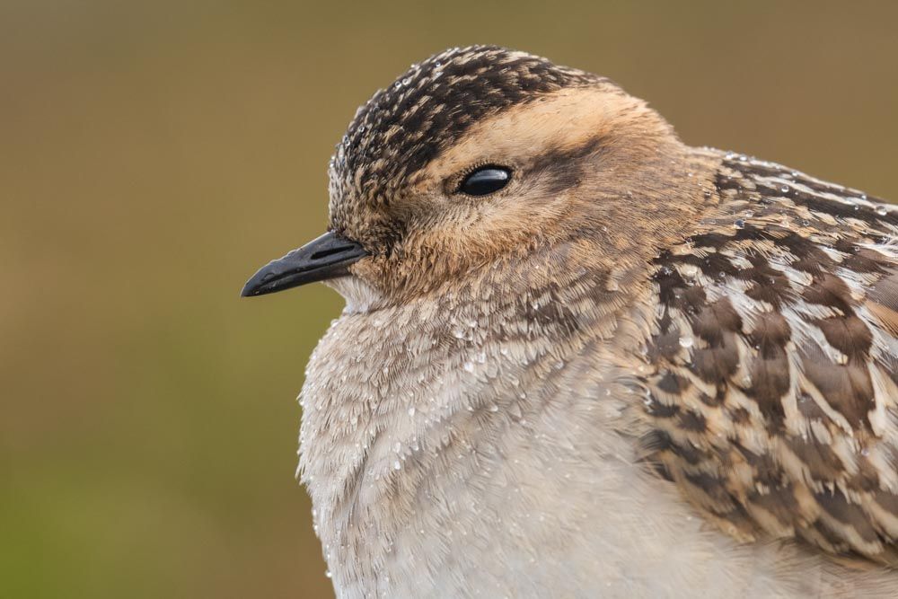 Ein Mornellregenpfeifer Porträt fotografiert mit Blende 8.
