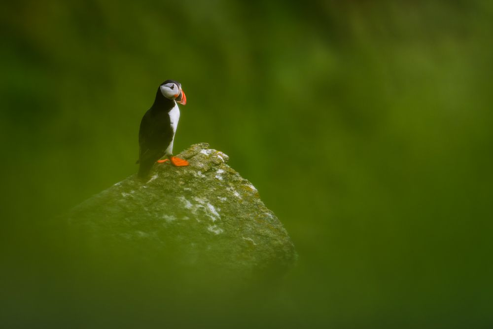 Ein Papageientaucher in einer norwegischen Seevogelkolonie.