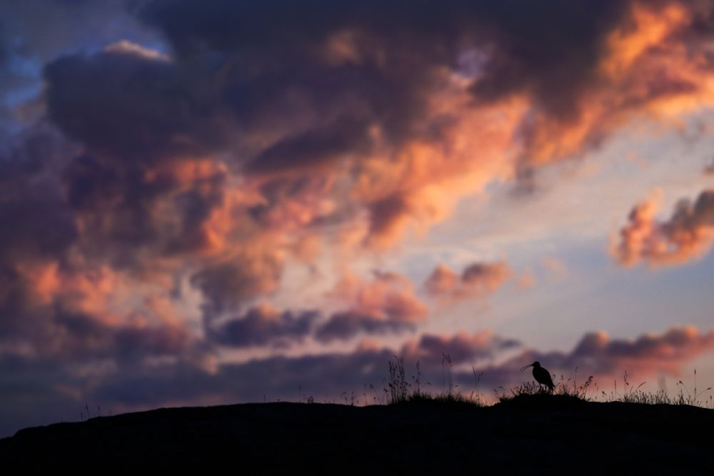 Ein Grosser Brachvogel fotografiert mit dem NIkon Z 135 1.8 Plena.