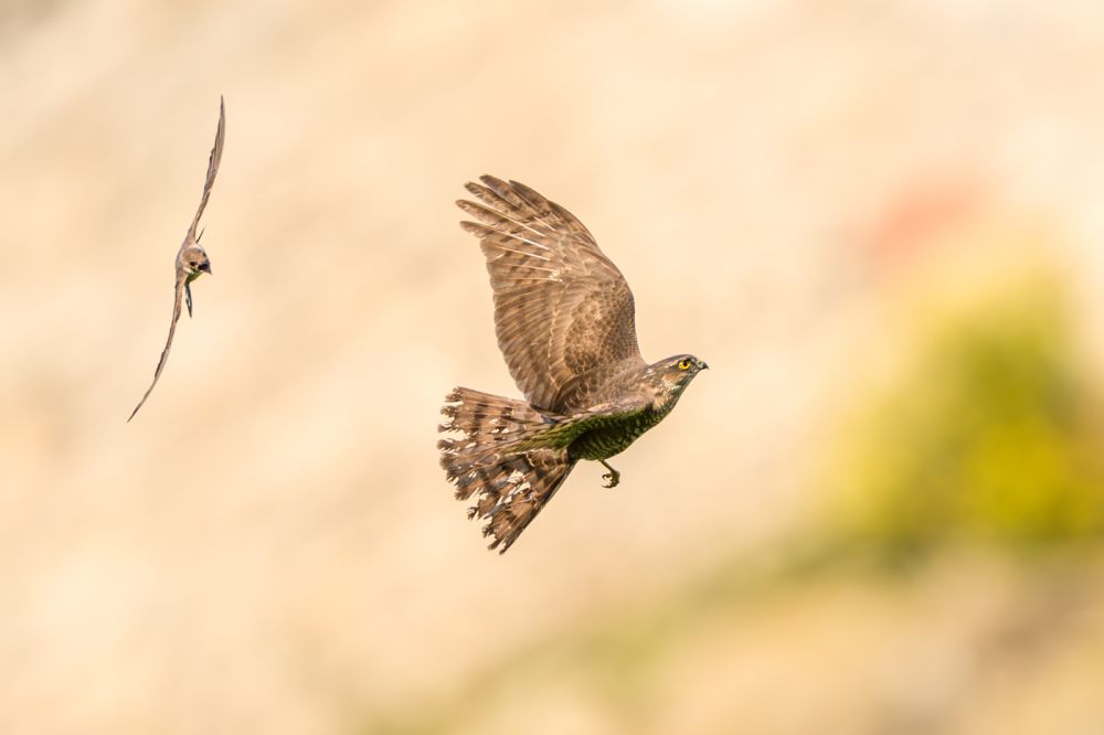 Graureiher im Flug