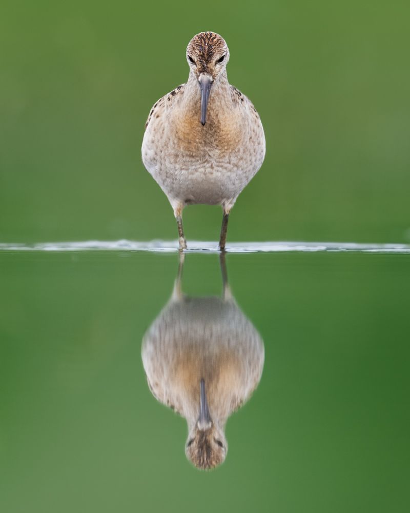 Zwei Kraniche vor Sonnenaufgang im Nebel.