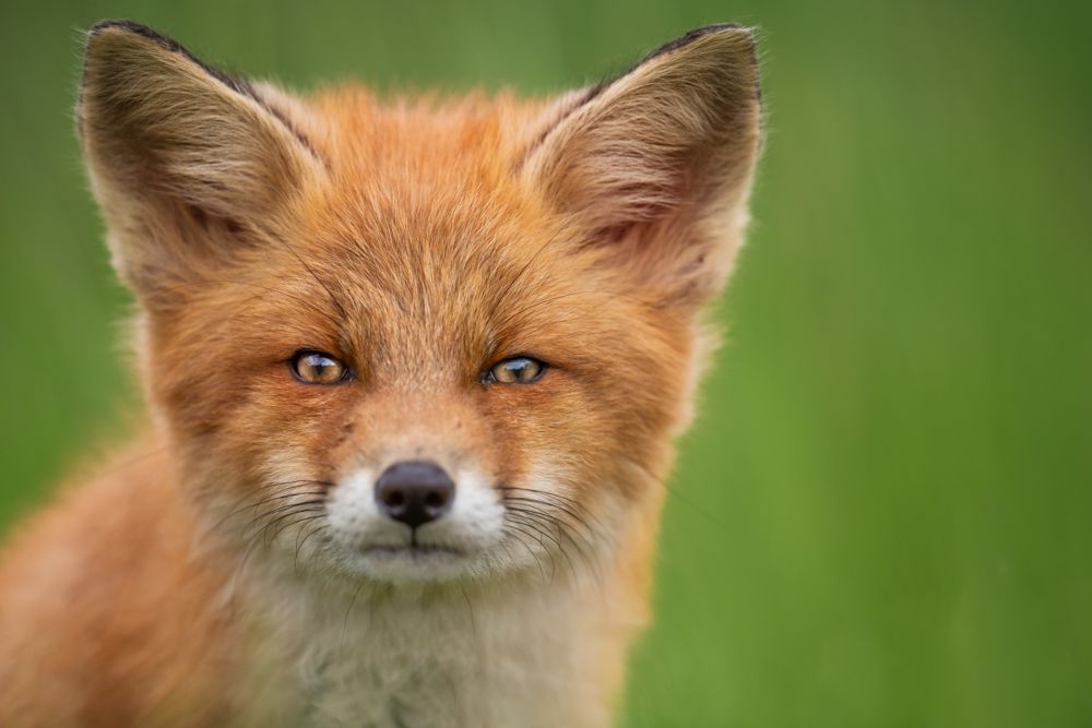Ein Porträt von einem jungen neugierigen Rotfuchs.