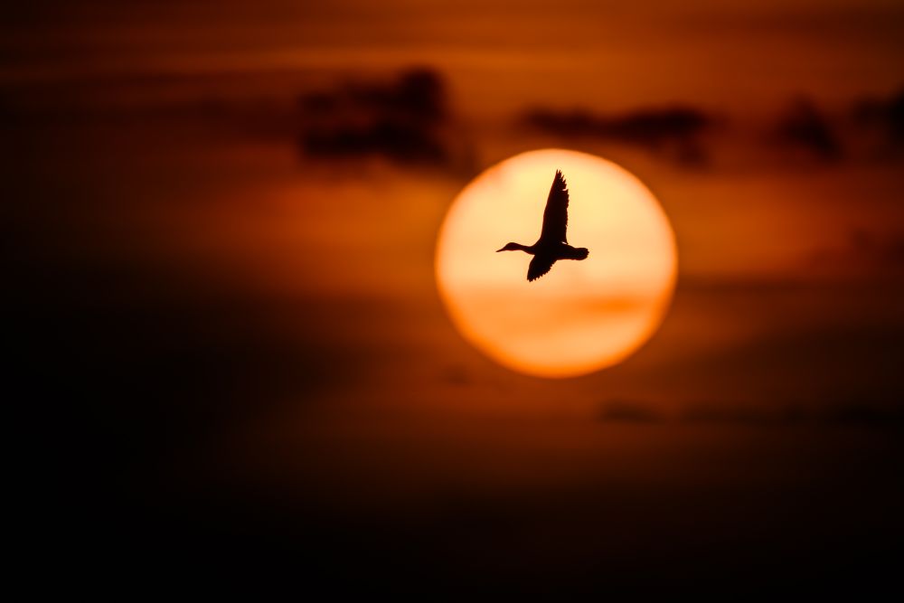 Graureiher im Flug