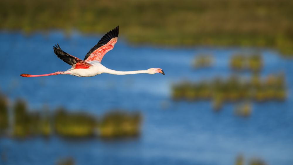 Graureiher im Flug