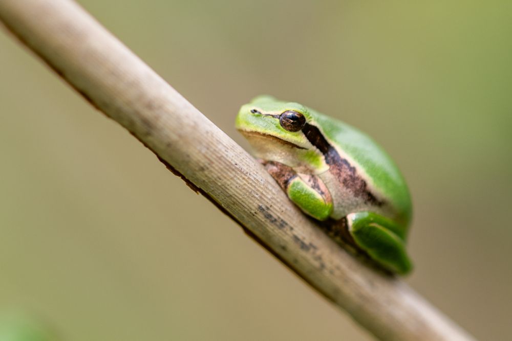 Ein Laubfrosch fotografiert mit dem NIkon Z 135 1.8 Plena.