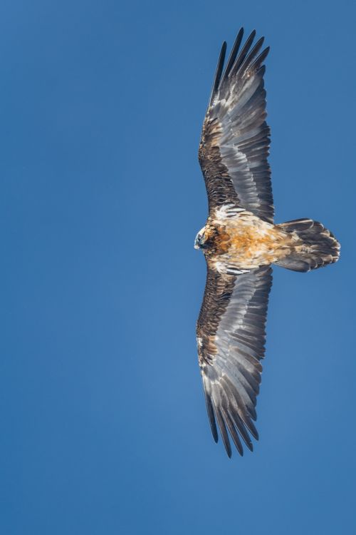 Ein immaturer Bartgeier im Flug.