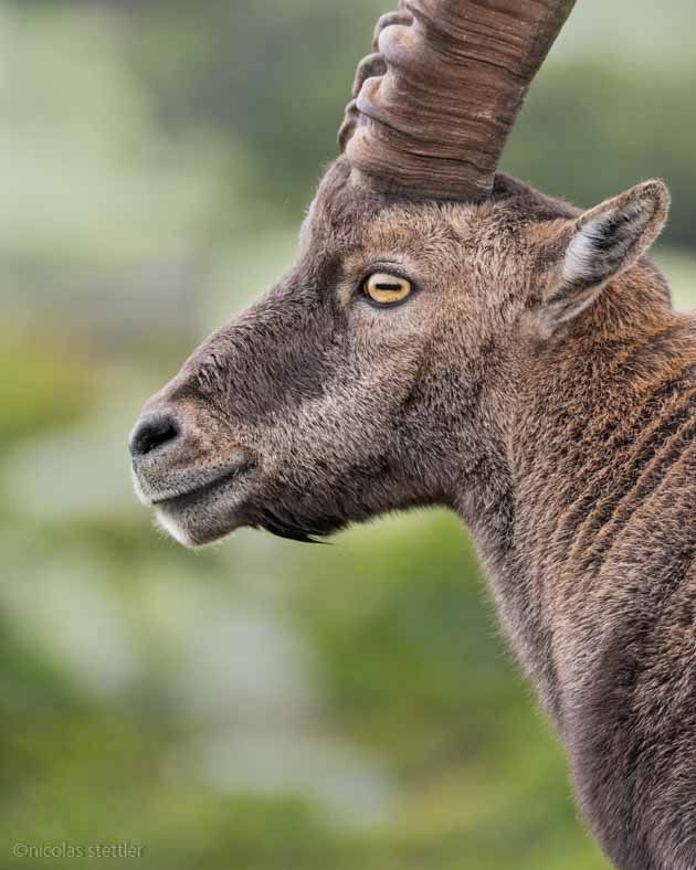 Ein Alpensteinbock-Männchen auf dem Niederhorn.