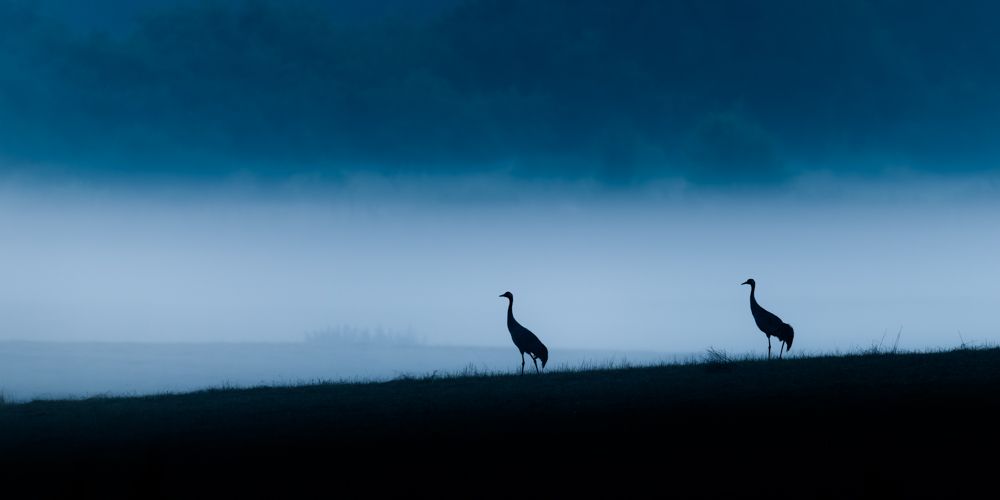 Zwei Kraniche vor Sonnenaufgang im Nebel.