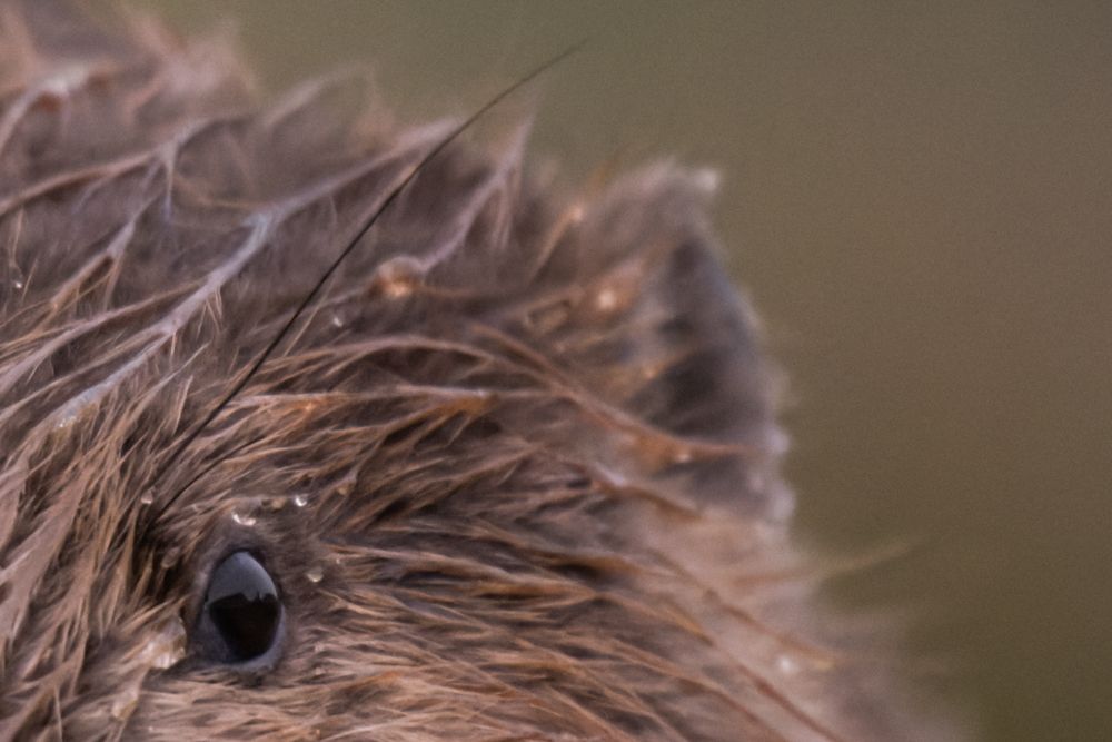 Knöpfe und Fokus- und Zoomring des Nikon Z 800mm f/6.3.