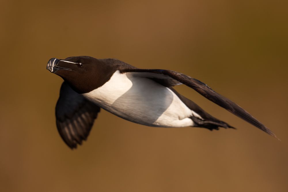 Ein Tordalk fliegt uns auf den Lofoten hinterher.