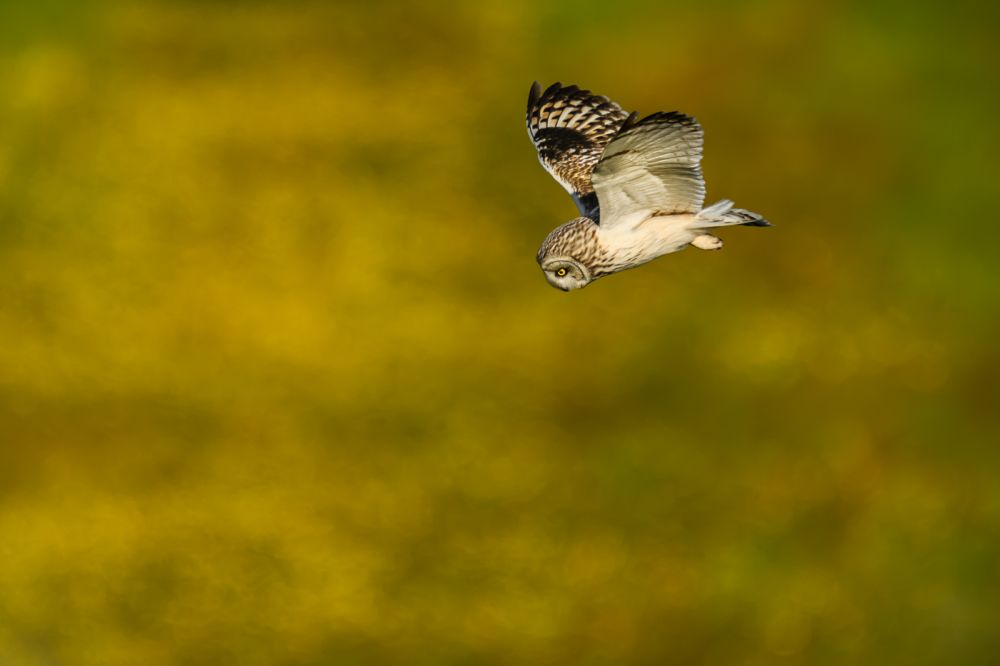 Graureiher im Flug