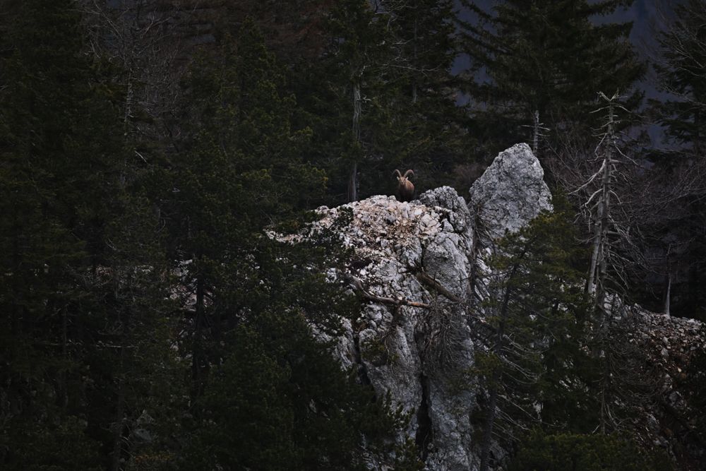 Beispielfotos mit dem Nikon Z 180-600 5.6-6.3.