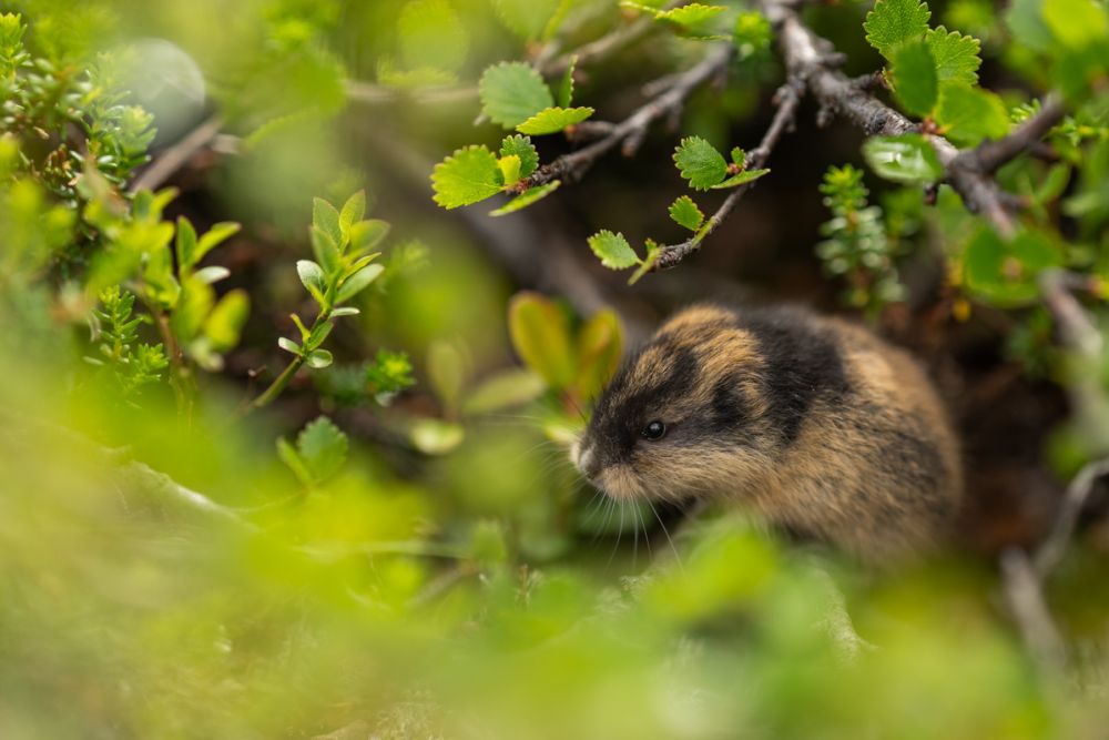 Eie Trottellumme fotografiert mit dem NIkon Z 135 1.8 Plena.