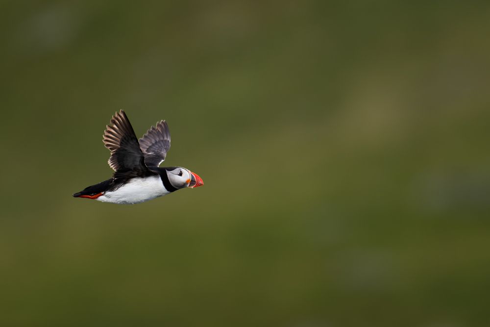 Ein Papageientaucher auf den Lofoten.