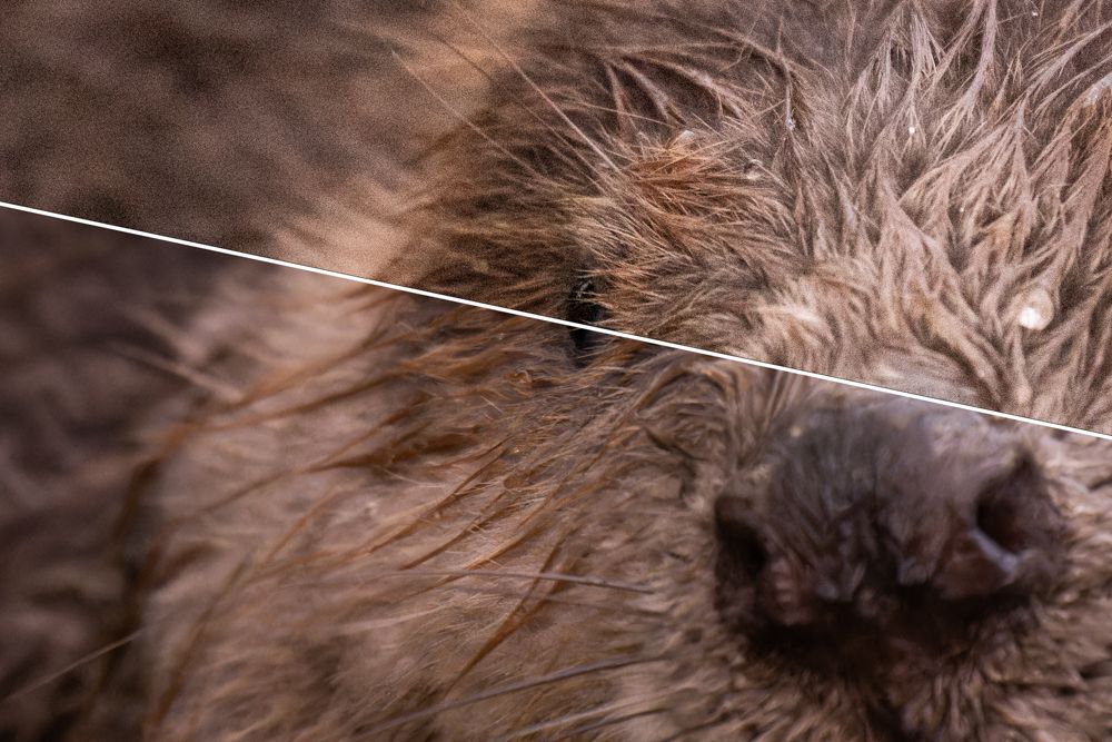 Das DxO PureRAW Modul.