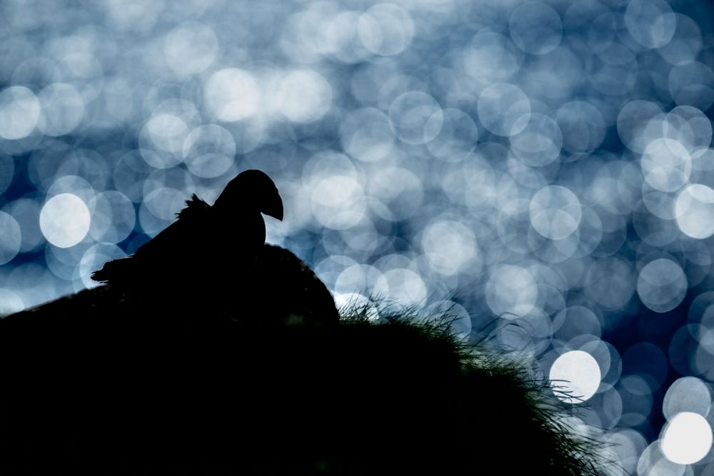 Ein Laubfrosch fotografiert mit dem NIkon Z 135 1.8 Plena.