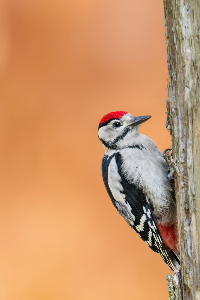 Ein junger Buntspecht vor einem orangen Hintergrund.