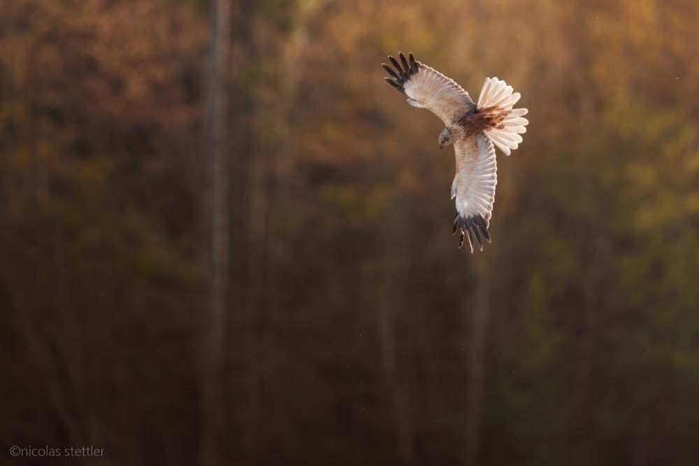 Eine Rohrweihe hat eine Maus am Boden gesehen und begibt sich in den Sturzflug.