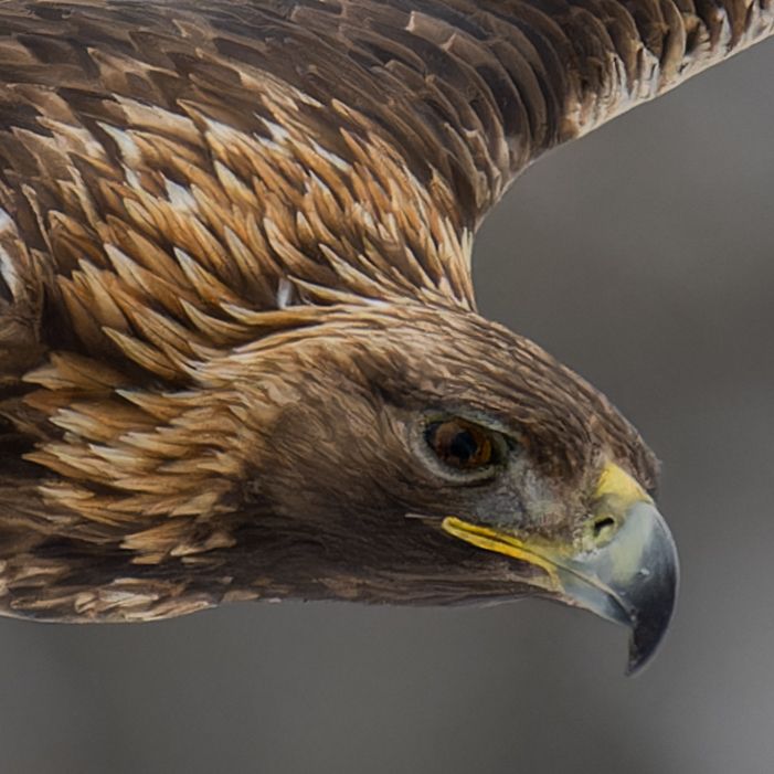 Knöpfe und Fokus- und Zoomring des Nikon Z 800mm f/6.3.