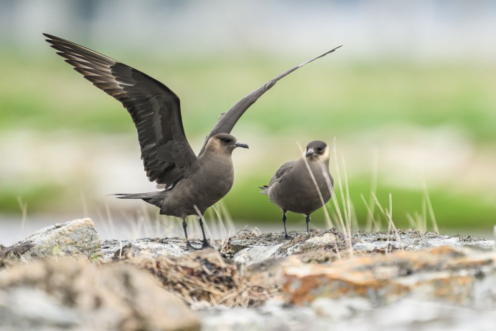 Graureiher im Flug