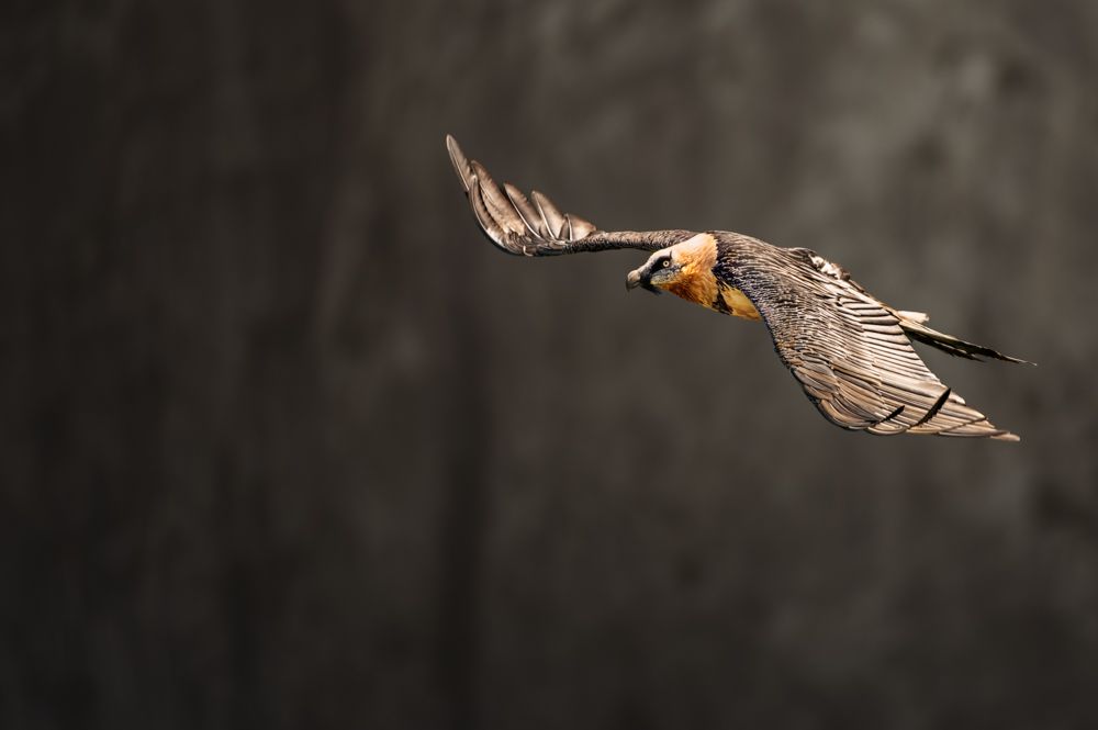 Ein junger Rotfuchs blickt neugierig in die Kamera.