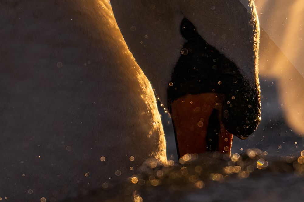 Knöpfe und Fokus- und Zoomring des Nikon Z 800mm f/6.3.