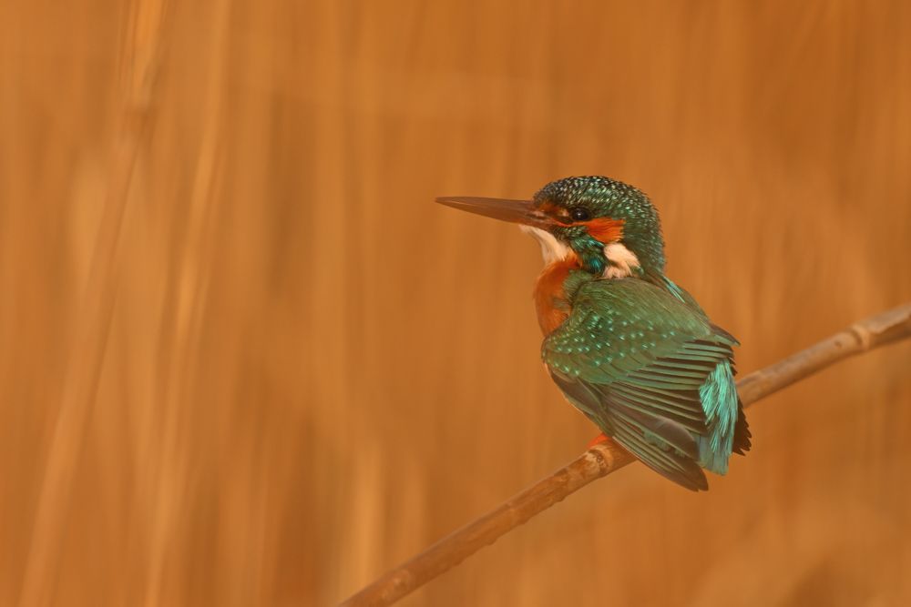 Eisvogel fotografiert bei Sonnenuntergang mit dem Nikkor Z 180-600 5.6-6.3 VR.