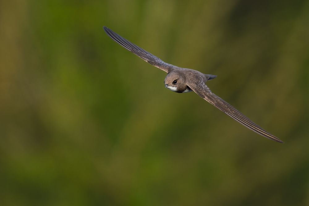 Beispielfotos mit dem Nikon Z 180-600 5.6-6.3.