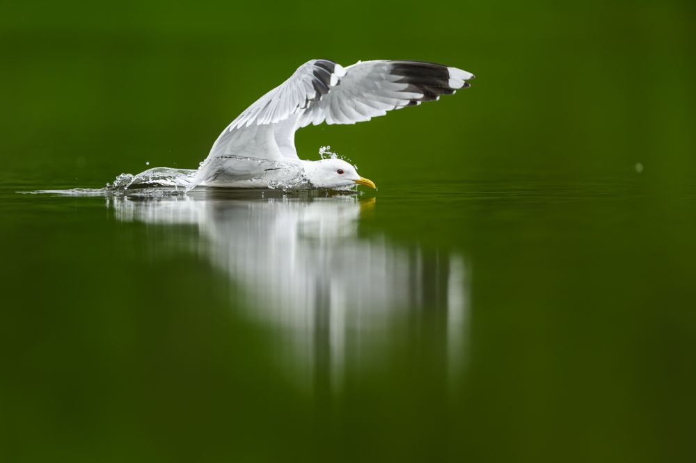 Graureiher im Flug