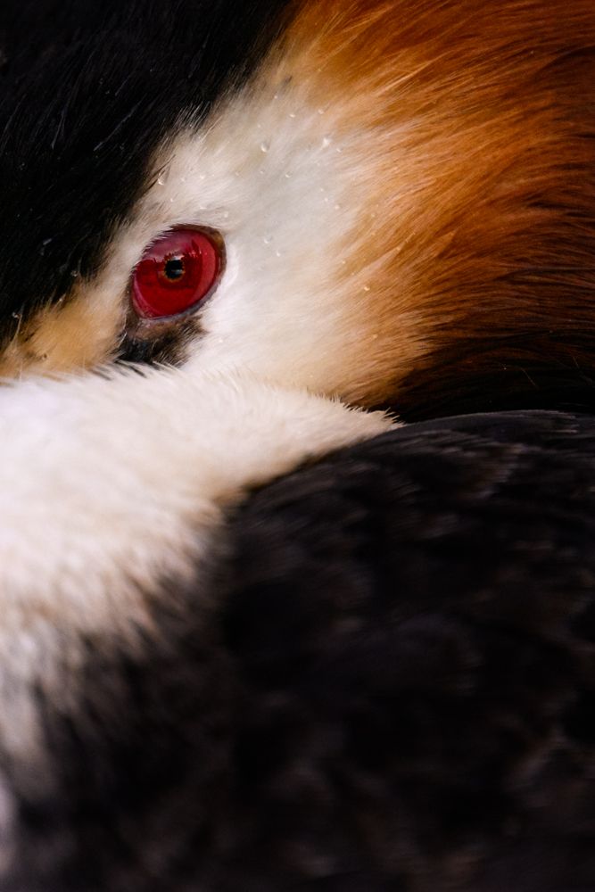 Ein Haubentaucher, fotografiert mit der Nikon Z9 und dem Nikon 400mm f/2.8.