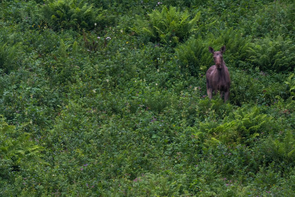 Ein Elch auf den Lofoten.