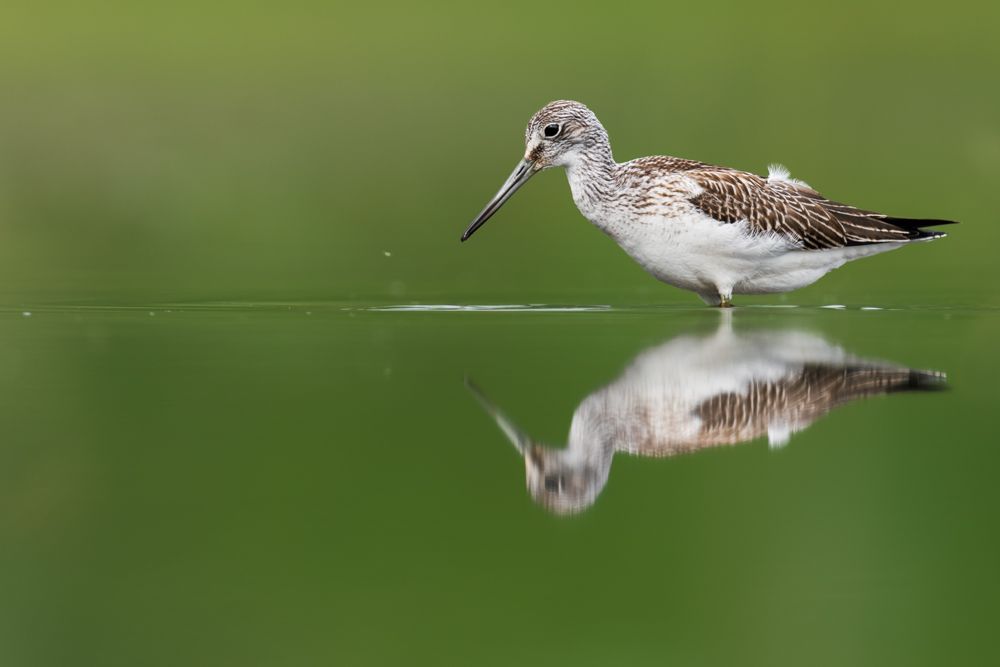 Ein Reiherenten-Männchen im gegenlicht.