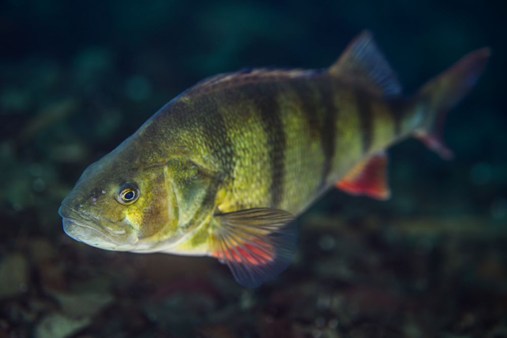 Beispielfotos mit dem Nikon Z 180-600 5.6-6.3.