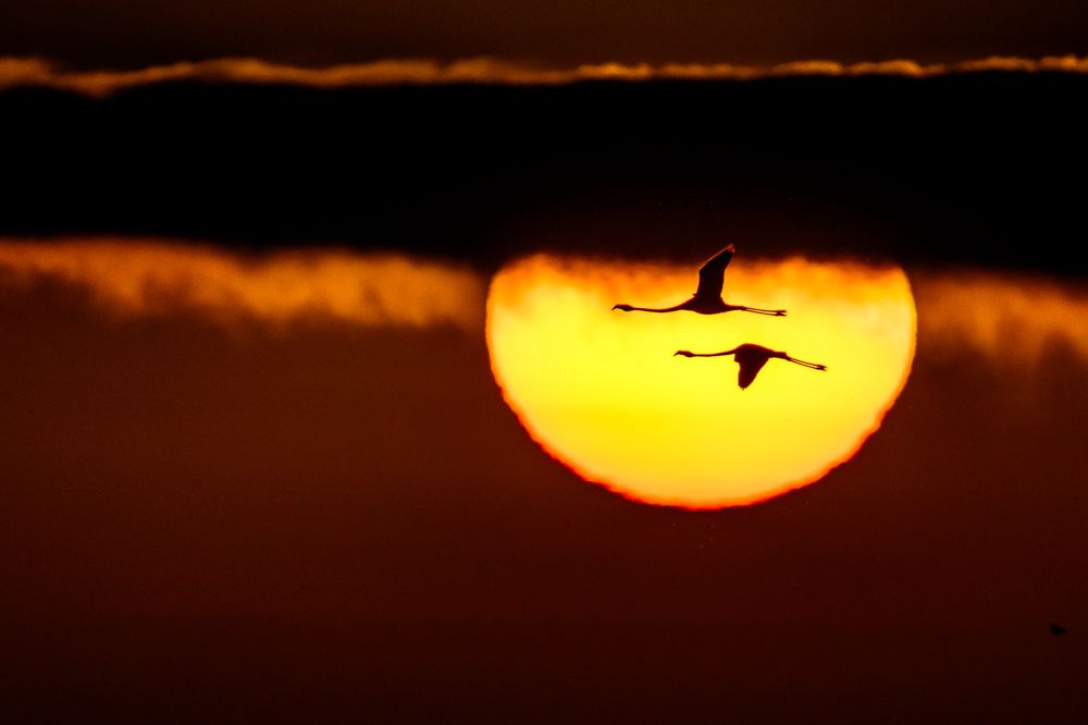 Graureiher im Flug