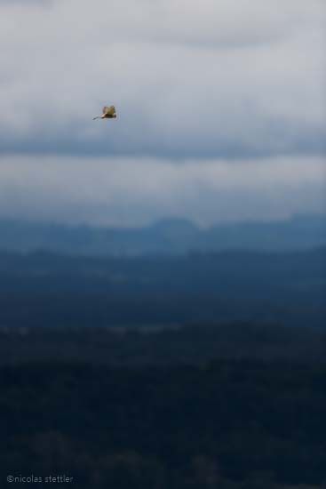 Ein Turmfalke rüttelt über dem Alpenpanorama.