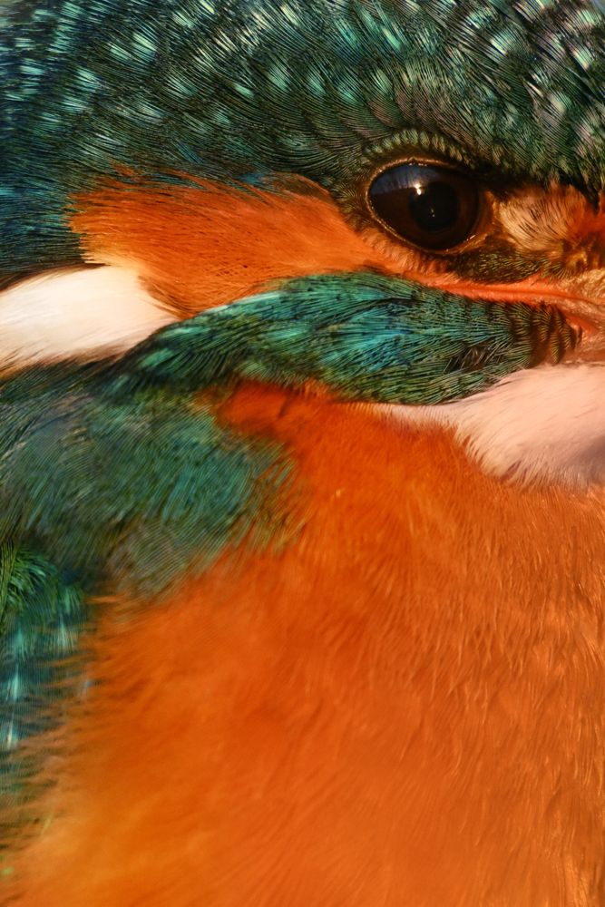 Beispielfotos mit dem Nikon Z 180-600 5.6-6.3.