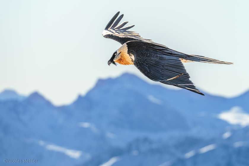 Bartgeier (Gypaetus barbatus) vor dem Alpenpanorama
